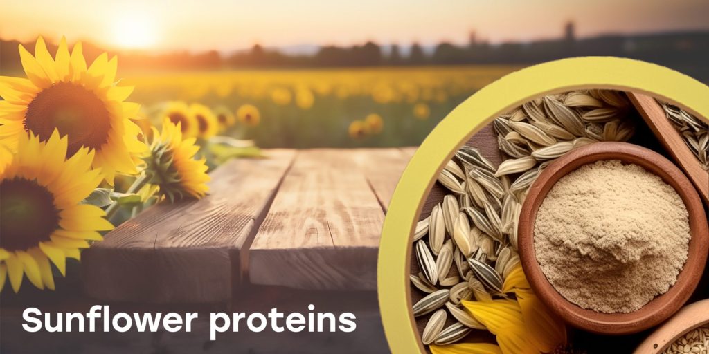 Sunflower proteins